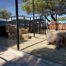 New lion enclosure construction moorpark ca (26)